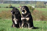 DOGUE DU TIBET 662